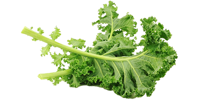 1 cup cooked Kale